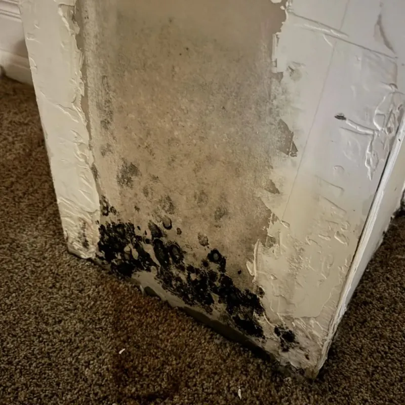 Professional Mold Removal in Grant Park, IL